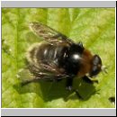 Merodon equestris - Narzissenschwebfliege 17.jpg